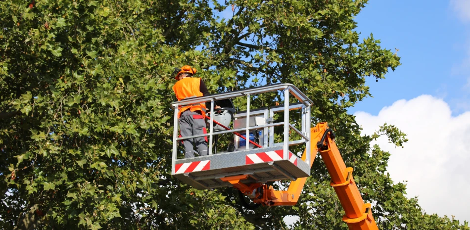 Arborist Consultations