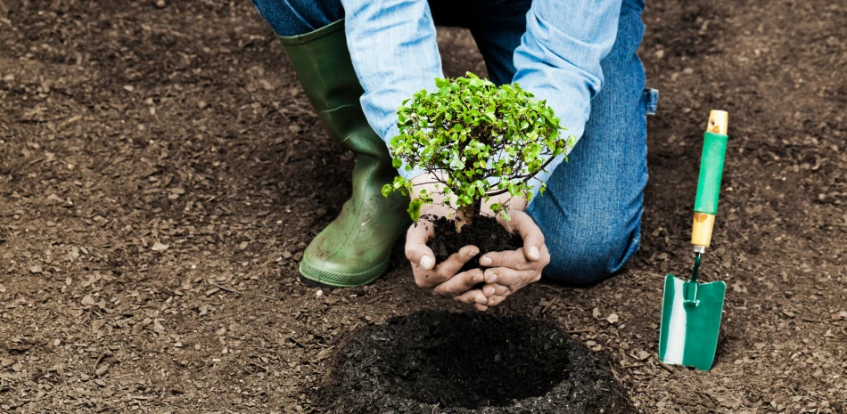 Tree Planting