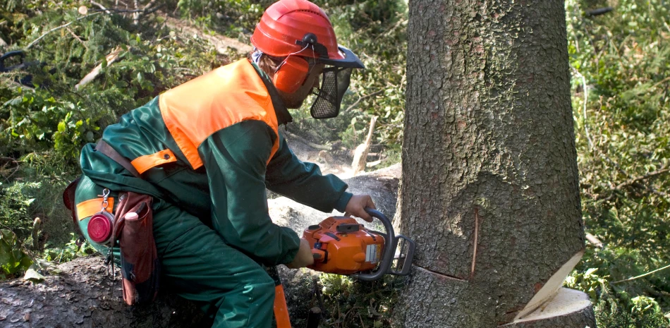 Tree Removal & Trimming