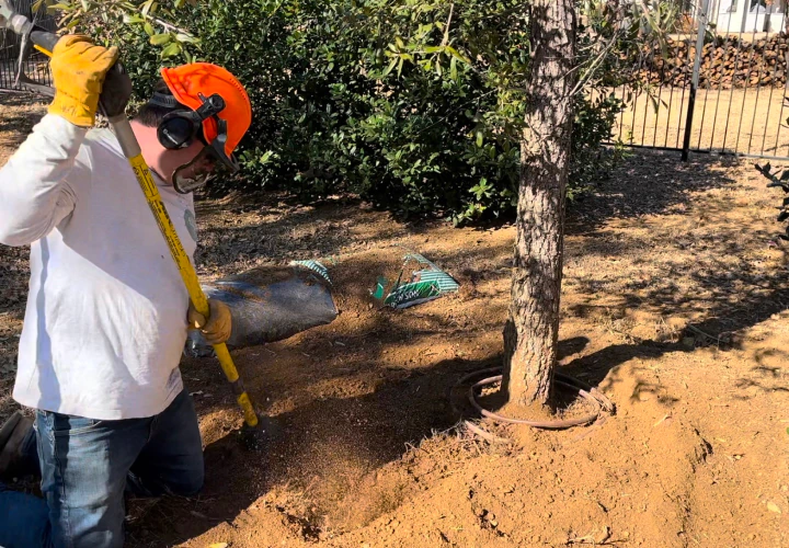 arborist working on a tree fertilization