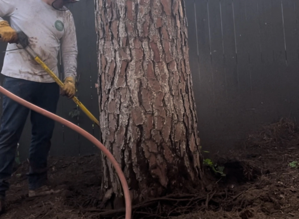 tree treatment services